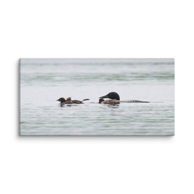 Loon Family Canvas