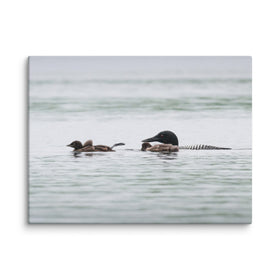 Loon Family Canvas